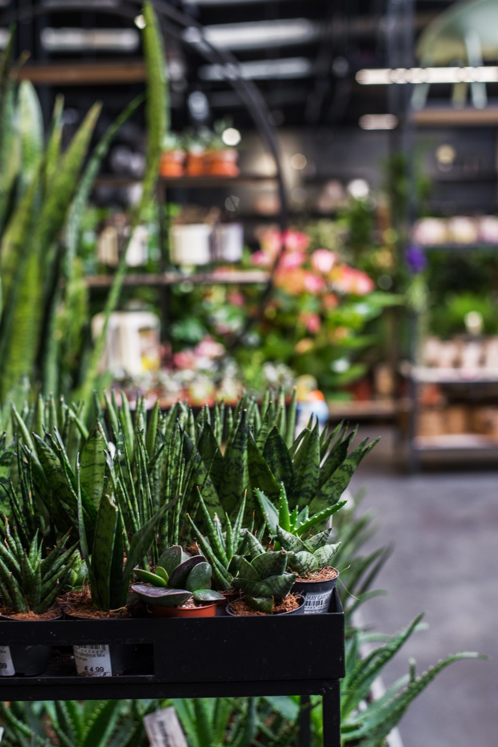 Erlebniseinkauf im Kasseler Wohlfühlgartencenter May Garden
